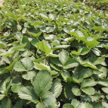 精品红颜草莓苗【**红颜068】根壮茎粗免费技术指导
