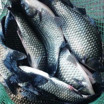 鲫鱼银鲫鱼6两-1斤/只食用鲜活