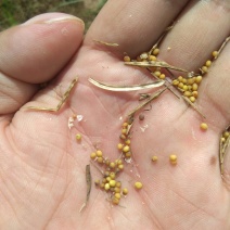 油菜籽