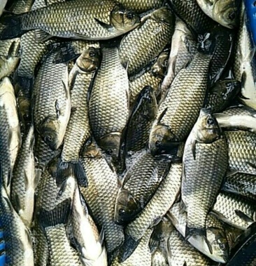 [其它批发]百容鲫价格13.00元/斤 - 一亩田