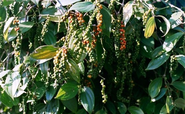 胡椒植株与果实特写