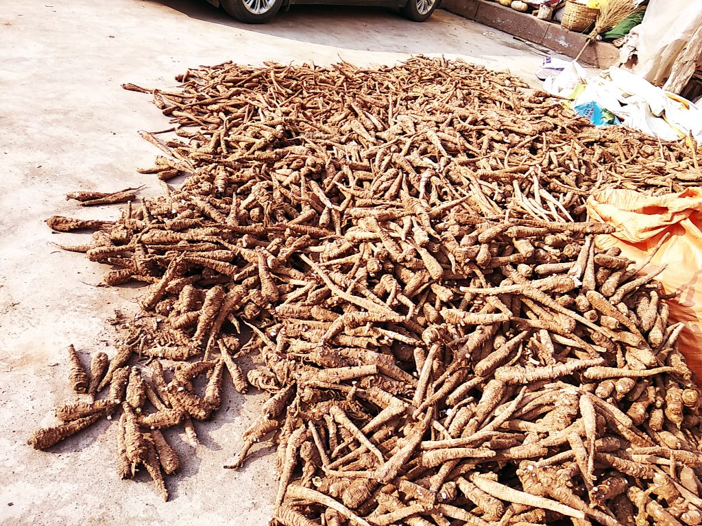 中药市场白芷摊位场景