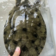 野生甲鱼