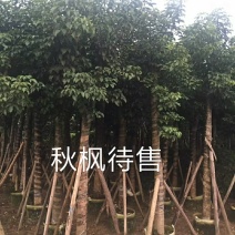 出售自家秋枫移植袋苗5-20分需要的老板联系