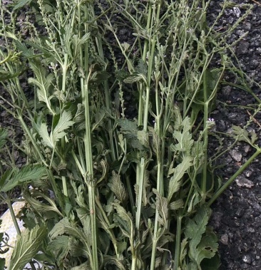 贵州中药材野生马鞭草大货 铁马鞭草 出售