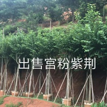 出售宫粉紫荆移植袋苗5-15公分需要的老板联系