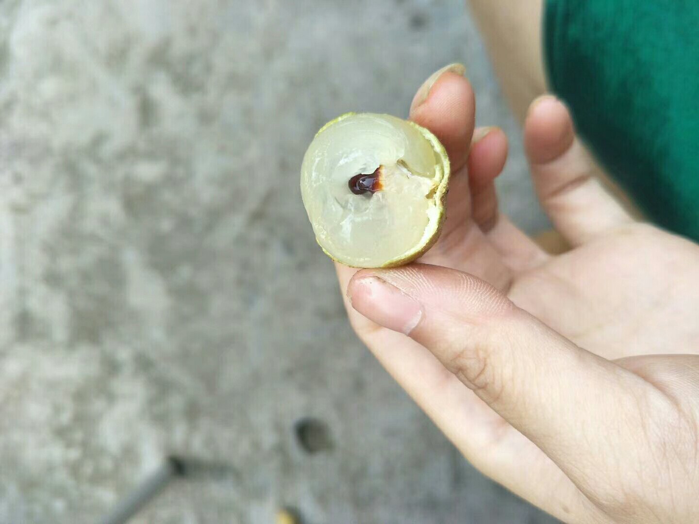 展示桂圆果肉包裹果核的结构示意图,果核呈黑褐色,位于果肉中心 桂圆果肉与果核结构图