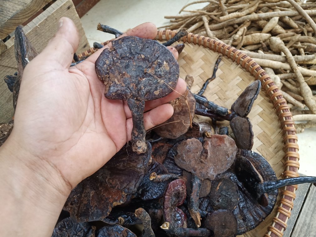 对比图：野生枯树根灵芝与人工栽培灵芝标本并列展示