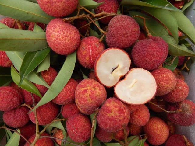 荔枝苗基地科研实验室组培操作实景