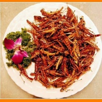 昆虫系销售，蚂蚱，金蝉，蝎子，蚕蛹，