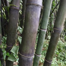 竹杆出售