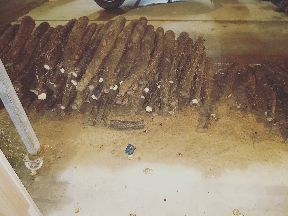 不同种类淮山药对比图