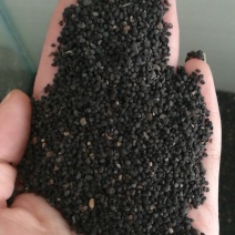 黄芩种子新货上市保质保量，量大从优欢迎大家联系