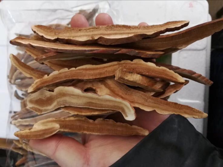 灵芝切片工作台实景：左侧为待切整朵赤灵芝，中间为正在用切灵芝刀进行垂直下压式切割，右侧托盘盛放厚度均匀（1.2±0.1mm）的琥珀色灵芝切片