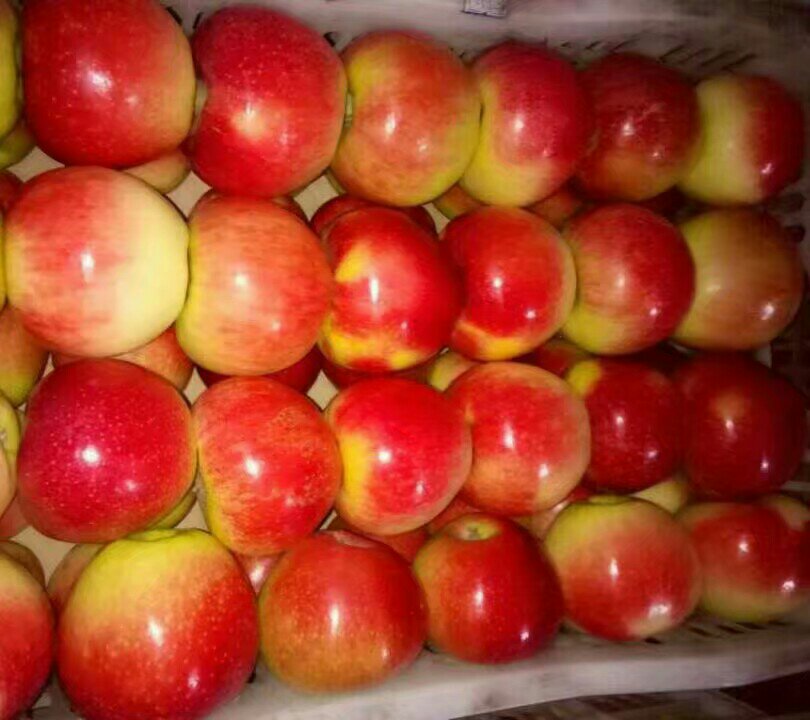 挑选红将军苹果的示意图