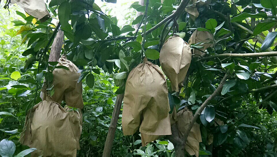 果农在沙田柚果园中进行施肥和病虫害防治工作 沙田柚果园管理