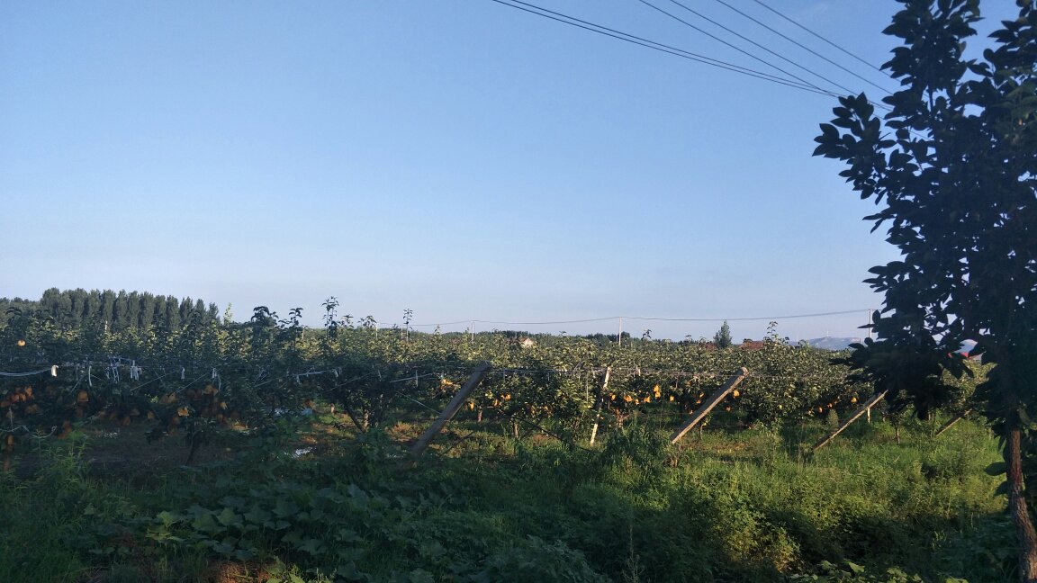黄金梨果园全景