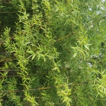 墨竹，紫竹