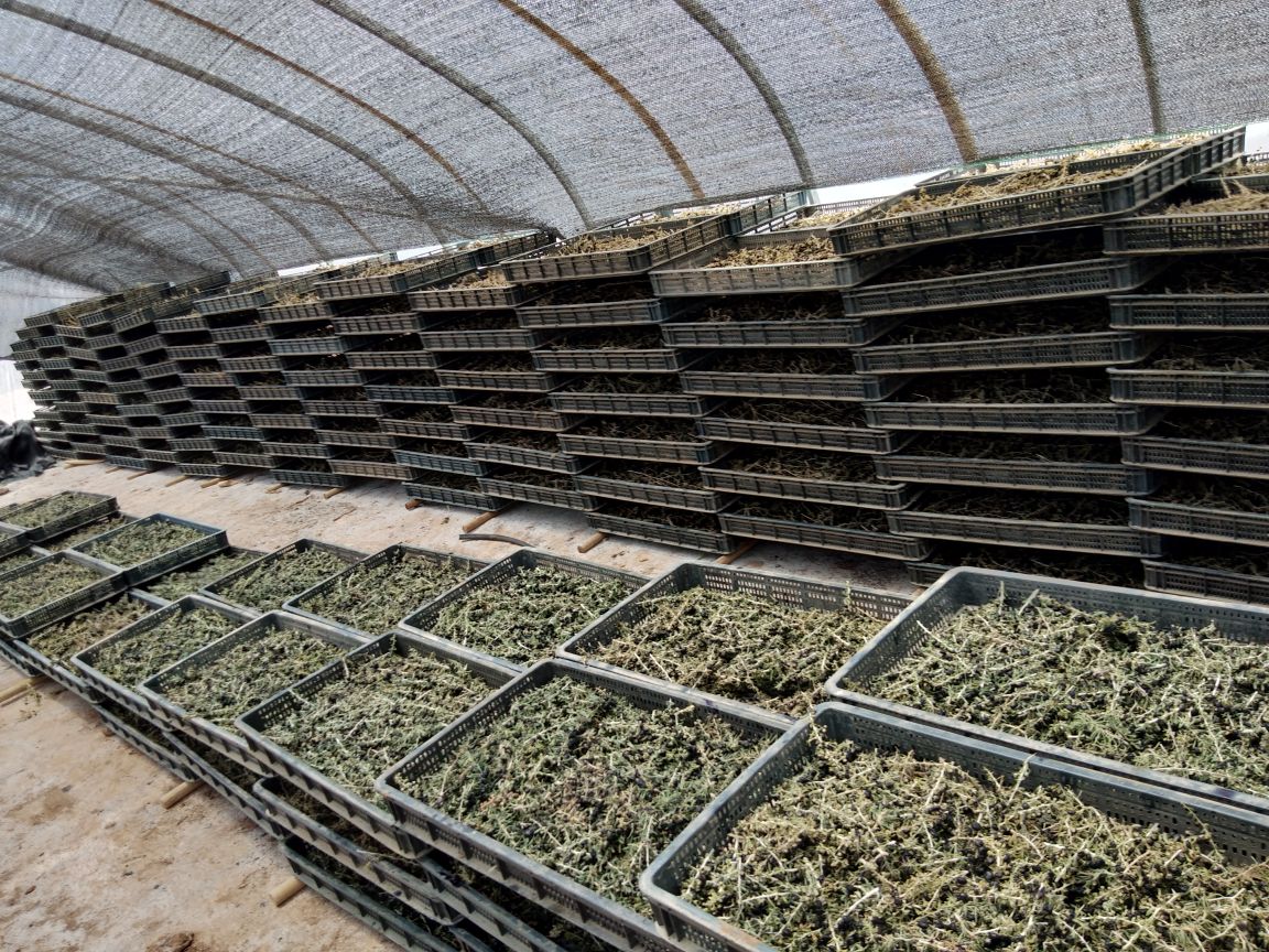 黑枸杞加工流程示意图