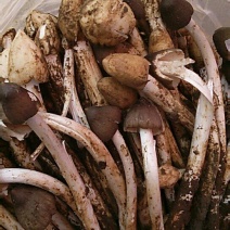 鸡枞菌