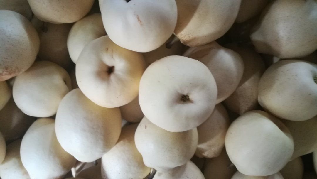 展示不同梨的品种,包括秋月梨、香梨、鸭梨和白梨 梨的品种展示