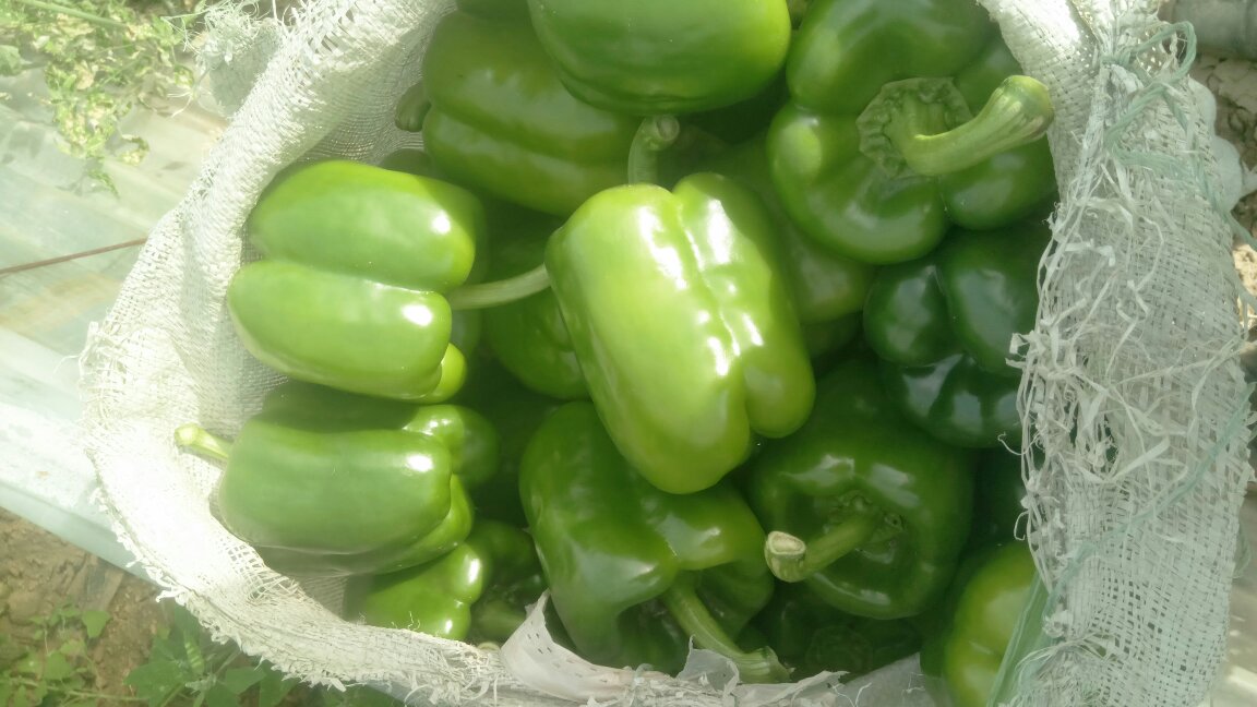 新鲜采摘的红绿鲜辣椒,色彩鲜艳,表面光滑有光泽 鲜辣椒特写