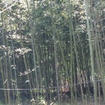 供应麻竹，水竹，苦竹，红壳竹，菜竹，段竹，刚竹等杂竹，五
