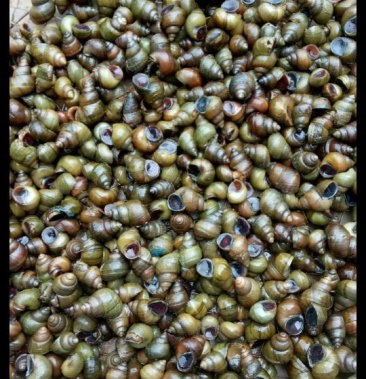 本地田螺福寿螺小田螺