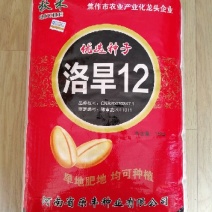 洛旱12旱地大田小麦品种高产容重高抗病好