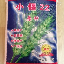 小偃22大田小麦种子高产抗病适应广