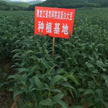 黑龙江手工冻豆腐