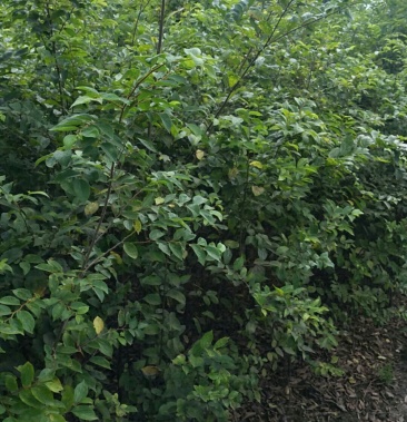 [朴树批发]朴树小苗价格1.00元/棵 - 一亩田