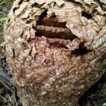 正宗土蜂野生土蜂子欢迎订购