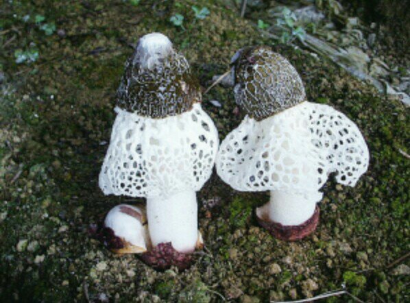 竹林下的人工竹荪种植区