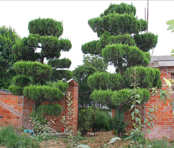 龙柏用于庭院景观设计