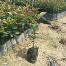供应油茶树油、白花油茶苗