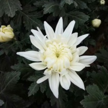 批发菊花
