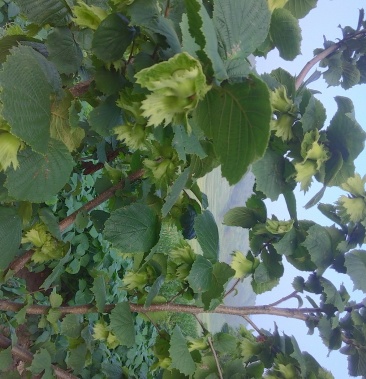 东北特产,平欧大果榛子,个大皮薄口感佳,老少皆宜