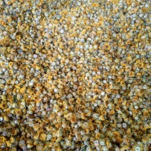 野菊花(干)