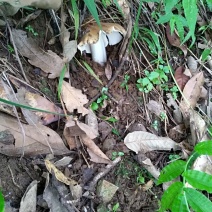 云南大理野生鸡枞