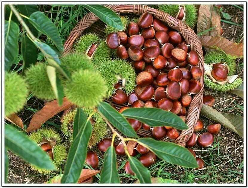 一篮新鲜采摘的带刺板栗球果,部分已裂开露出褐色坚果,背景为秋季山林环境,体现板栗自然生长状态 图片描述