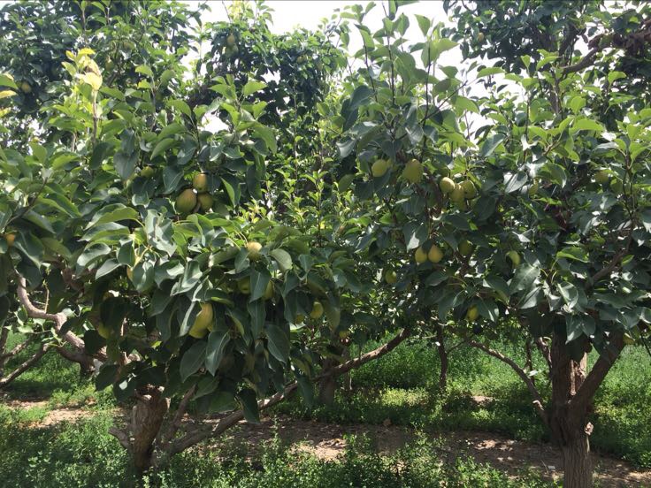 酸梨果园实景图,展示梨树生长环境与果实挂果状态 酸梨果园实景图
