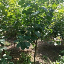 黄栌，3-8公分黄栌，荒山造林，抗旱优选，价格低，AAA