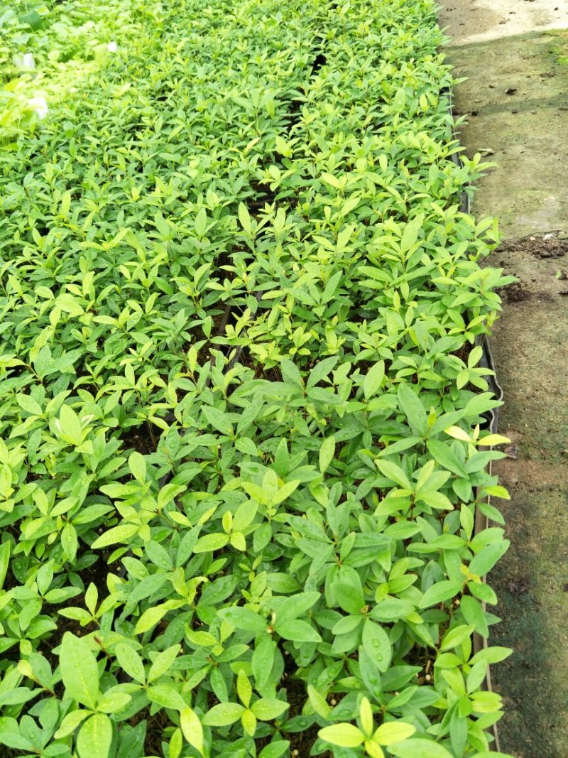 巴西甜樱桃苗筛盘苗盆栽果树苗南北方可种植好养