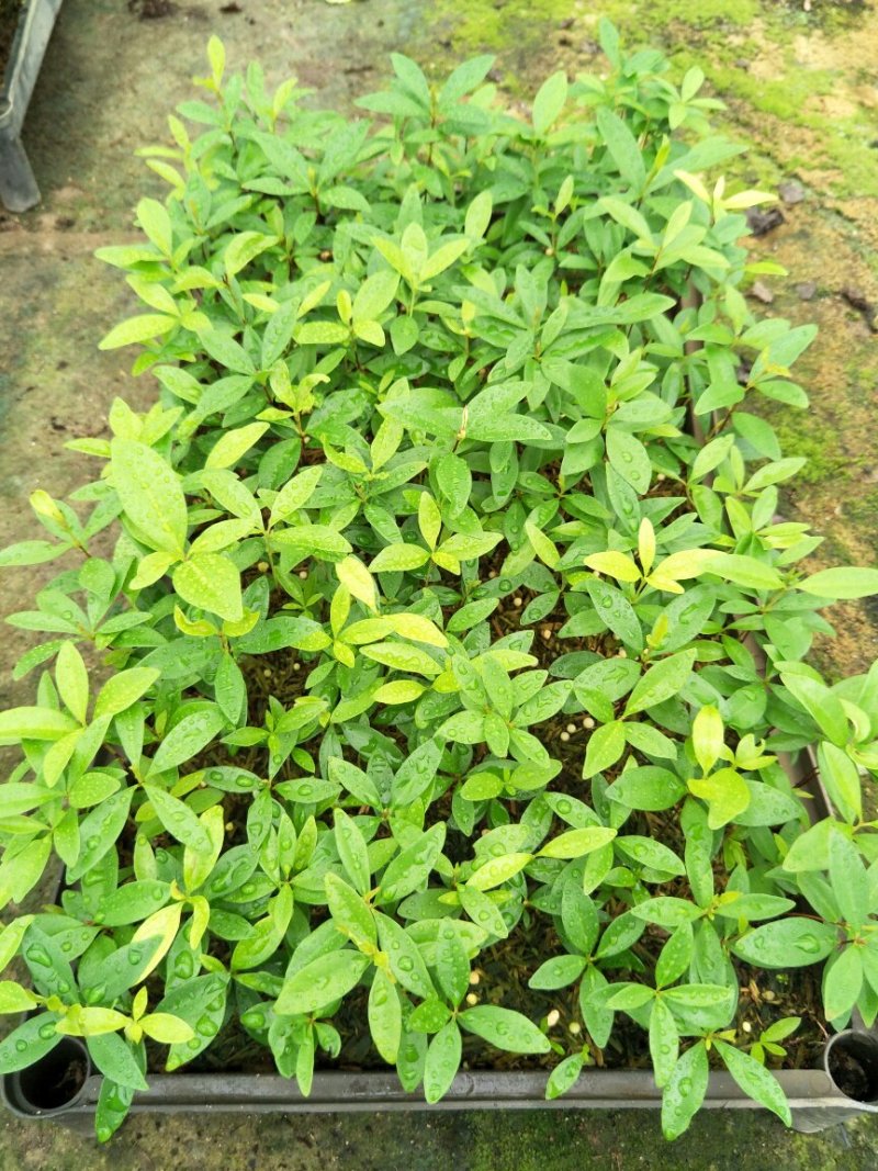 巴西甜樱桃苗筛盘苗盆栽果树苗南北方可种植好养