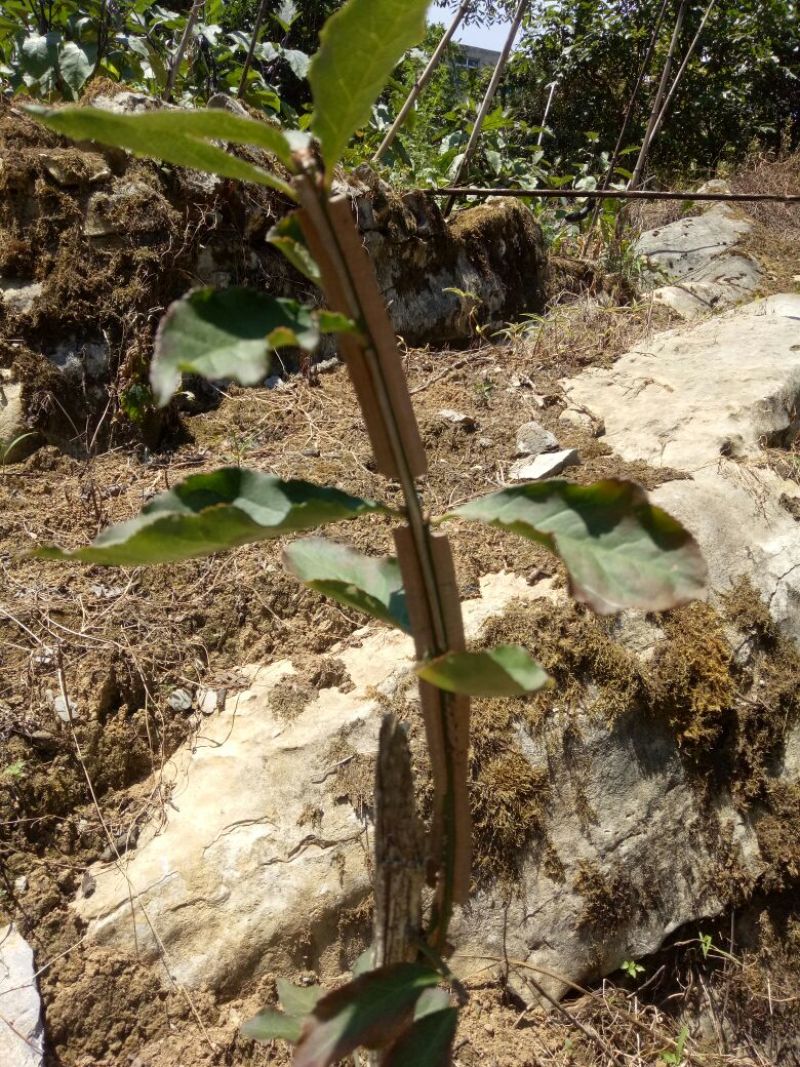 鬼箭羽苗,卫矛苗,中药材种苗