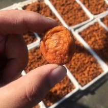 新货吊干杏杏干上市产地直发，欢迎对接，量大价低