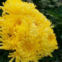 菊花茶
