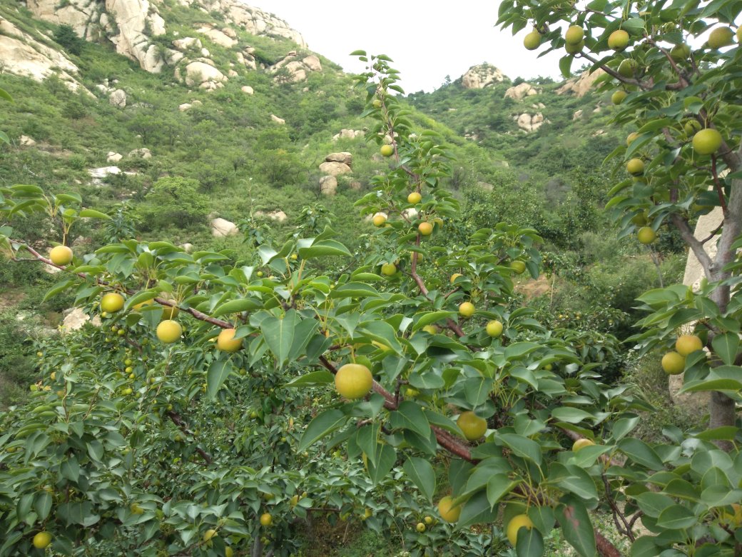 左侧为南果梨树,树冠开张,叶片宽大;右侧为苹果梨树,枝条紧凑,叶缘锯齿明显。两株梨树生长环境均为东北丘陵地带,土壤呈微酸性,背景可见典型温带落叶林景观 南果梨与苹果梨植株对比图