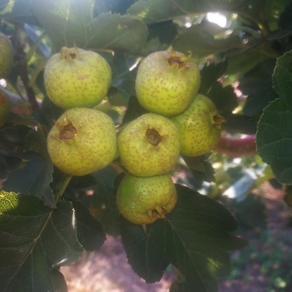 山东临沂大五棱山楂产地行情